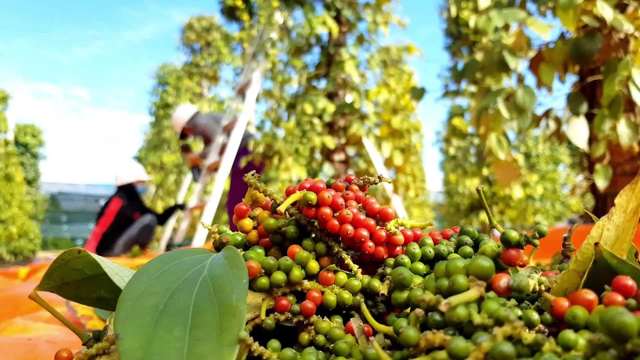 胡椒的一生｜现代农业种植和收获胡椒