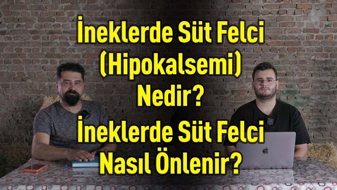 İneklerde S&uuml;t Felci (Hipokalsemi) Nedir? İneklerde S&uuml;t Felci Nasıl &Ouml;nlenir? 🐄