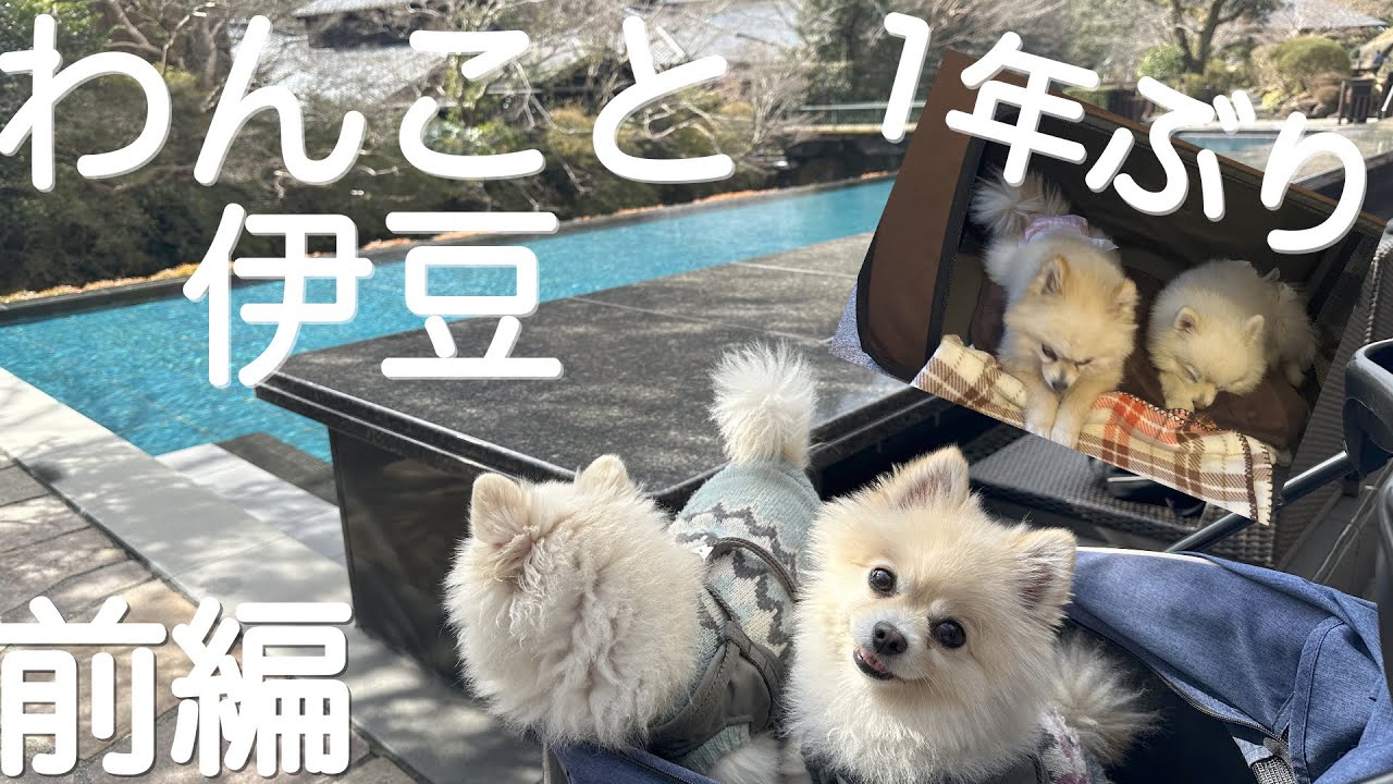 【1年ぶりの伊豆旅行】〜別邸　石の家〜　前編