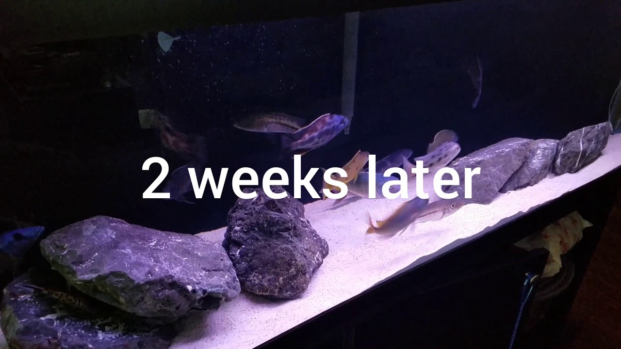South east cichlids wild caught predator haps unboxing