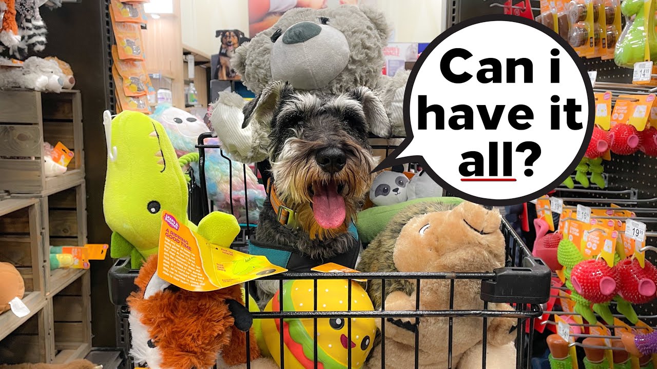 Schnauzer’s FIRST Pet Store Visit (He Goes OVERBOARD!)