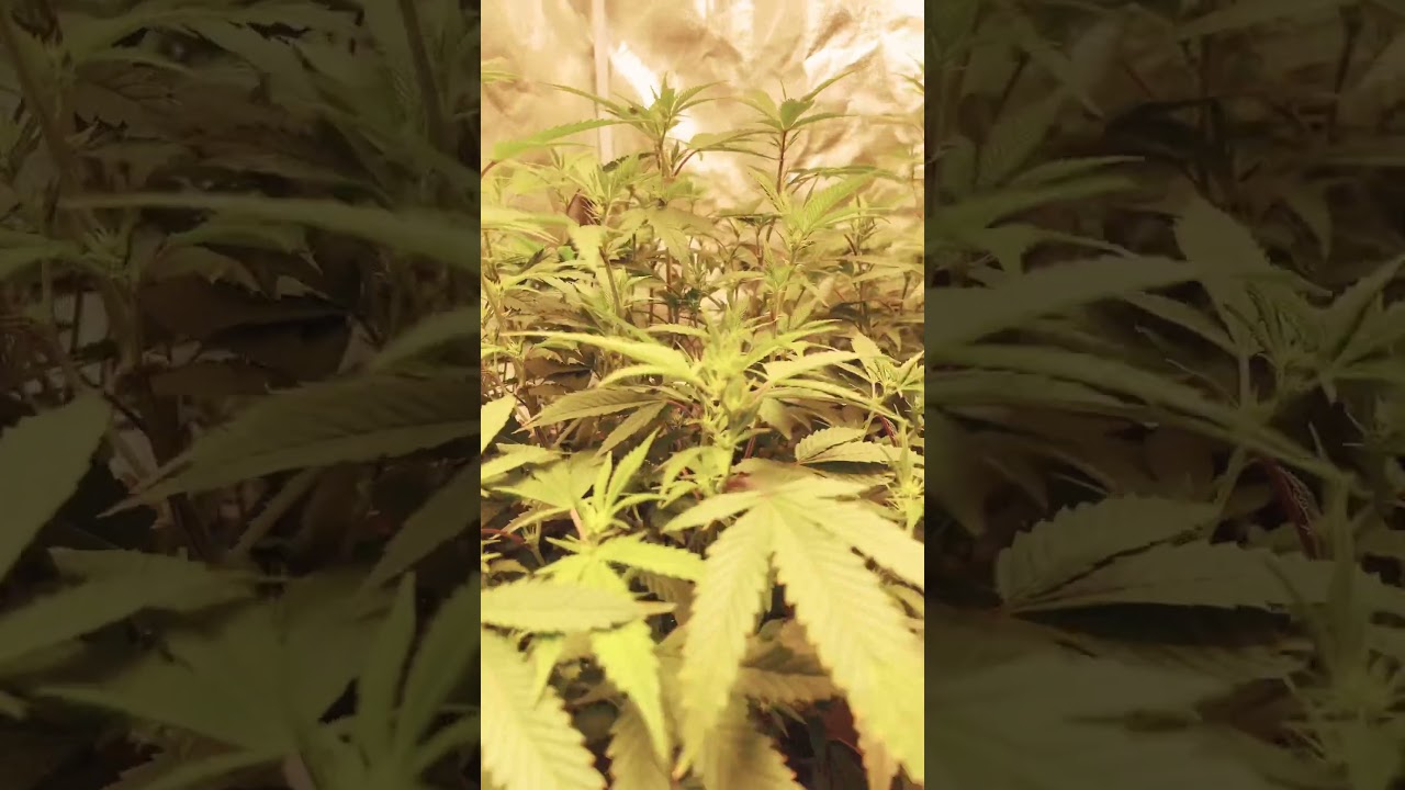 Chem pie week 1 in flower