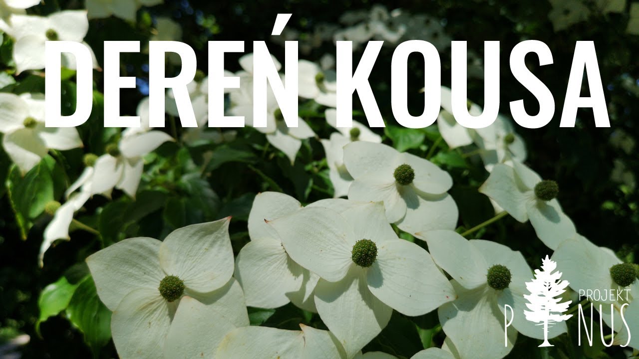 [Z poradnika ogrodnika] - Dereń Kousa