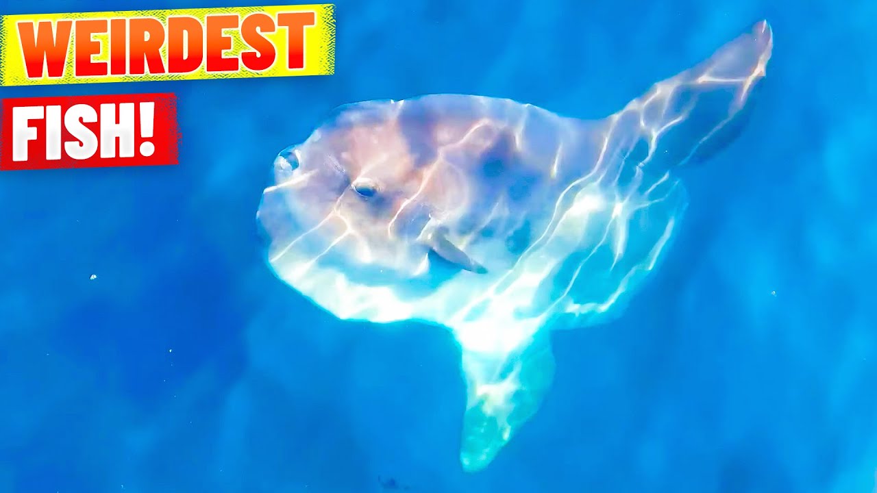 MASSIVE Sunfish Sunbathes at Bondi - Spotted by Drone