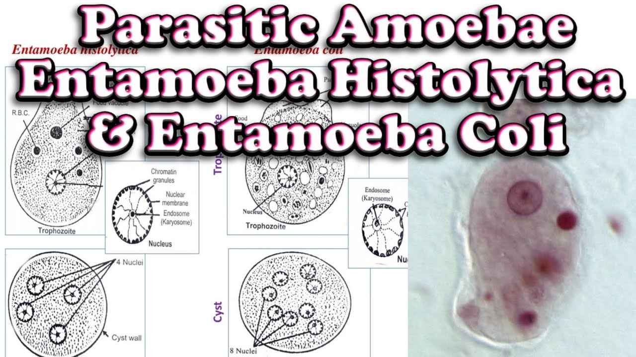 Entamoeba Histolytica & Coli - Intestinal Parasites • Parasitology | شرح الأنتاموبيا