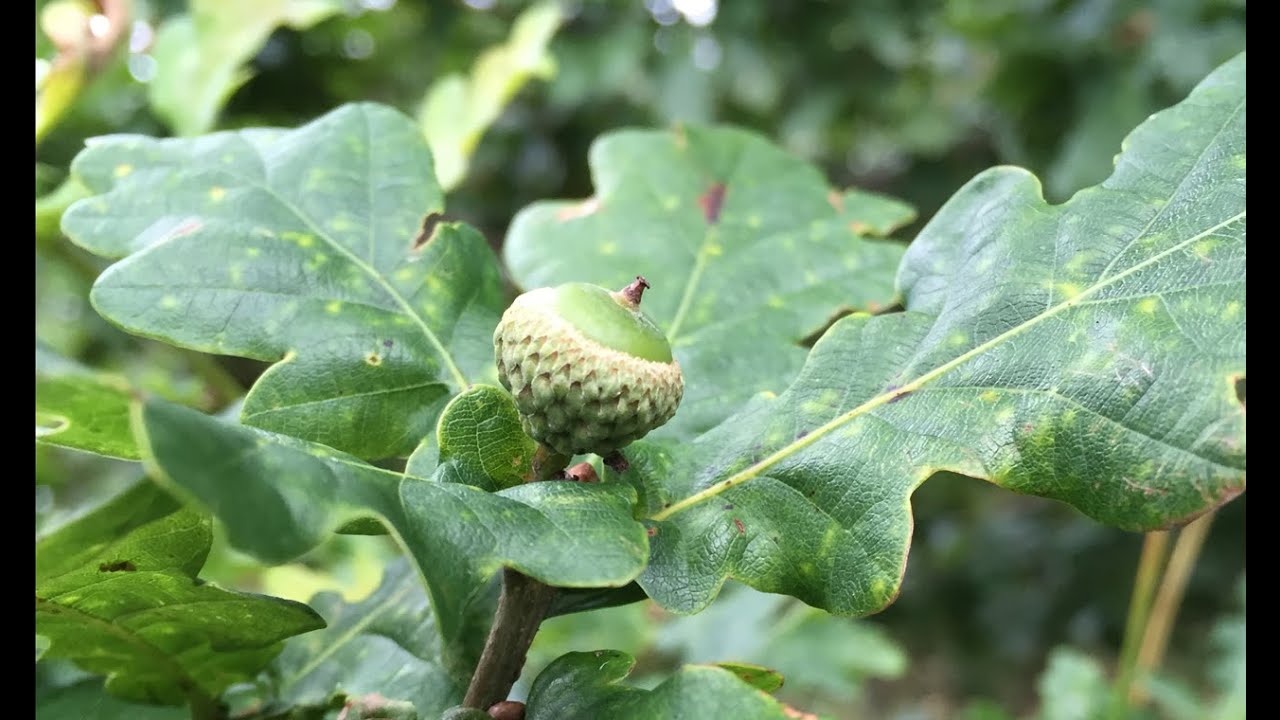The English Oak Trees