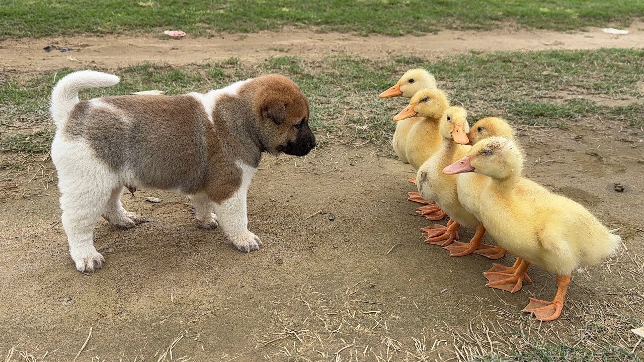 A stray dog ​​in the wild raises a flock of ducklings and searches for delicious food treasures.Cute