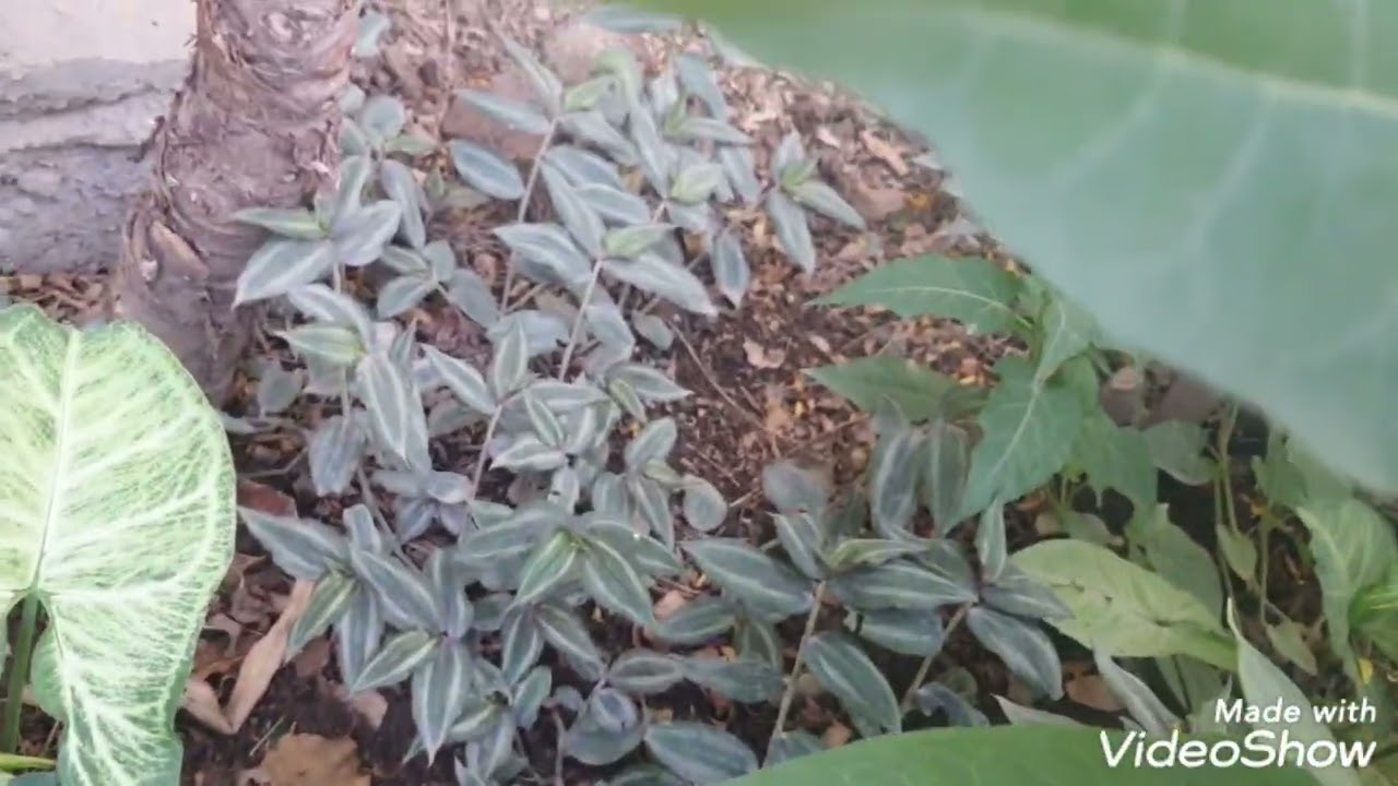 نبات المكحلة جميل للغاية ومن النباتات التي يمكنها أن تضيف لحديقتك ألواناً جذابة مغايرة للون الأخضر
