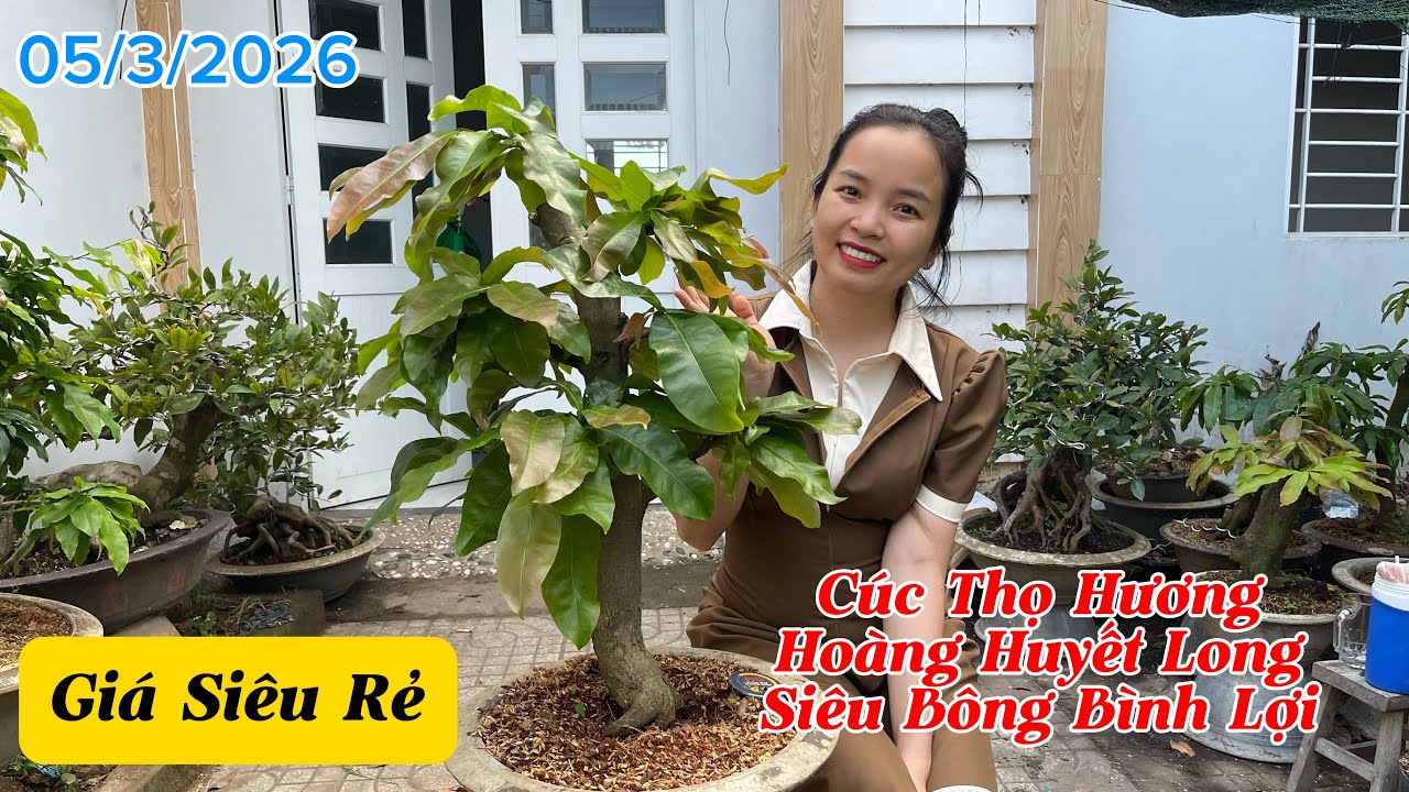 [05/3/2026] Cúc Thọ Hương, Hoàng Huyết Long, Siêu Bông Bình Lợi, Giá Siêu Rẻ ☎️Thuý 0982223575