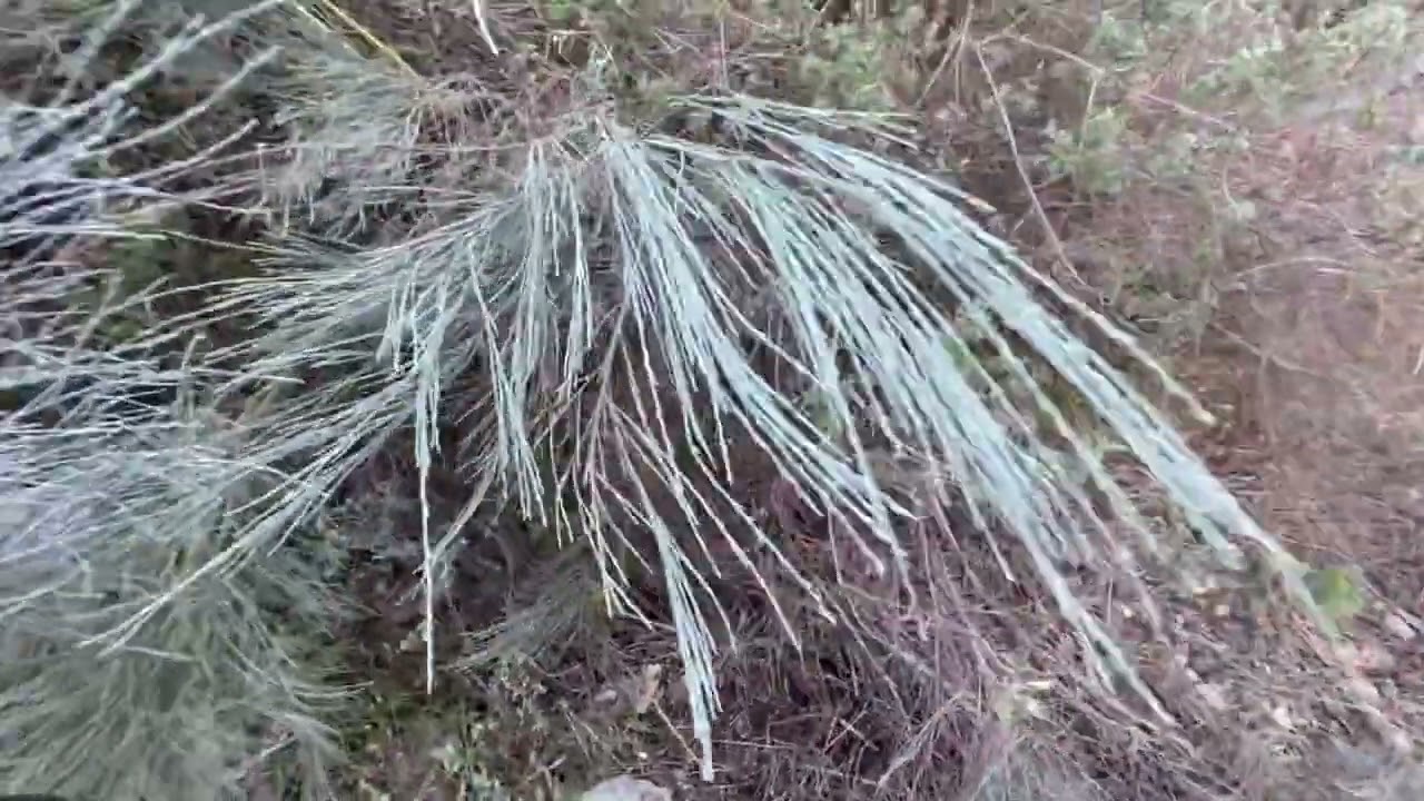 Camino: Trail Hazards