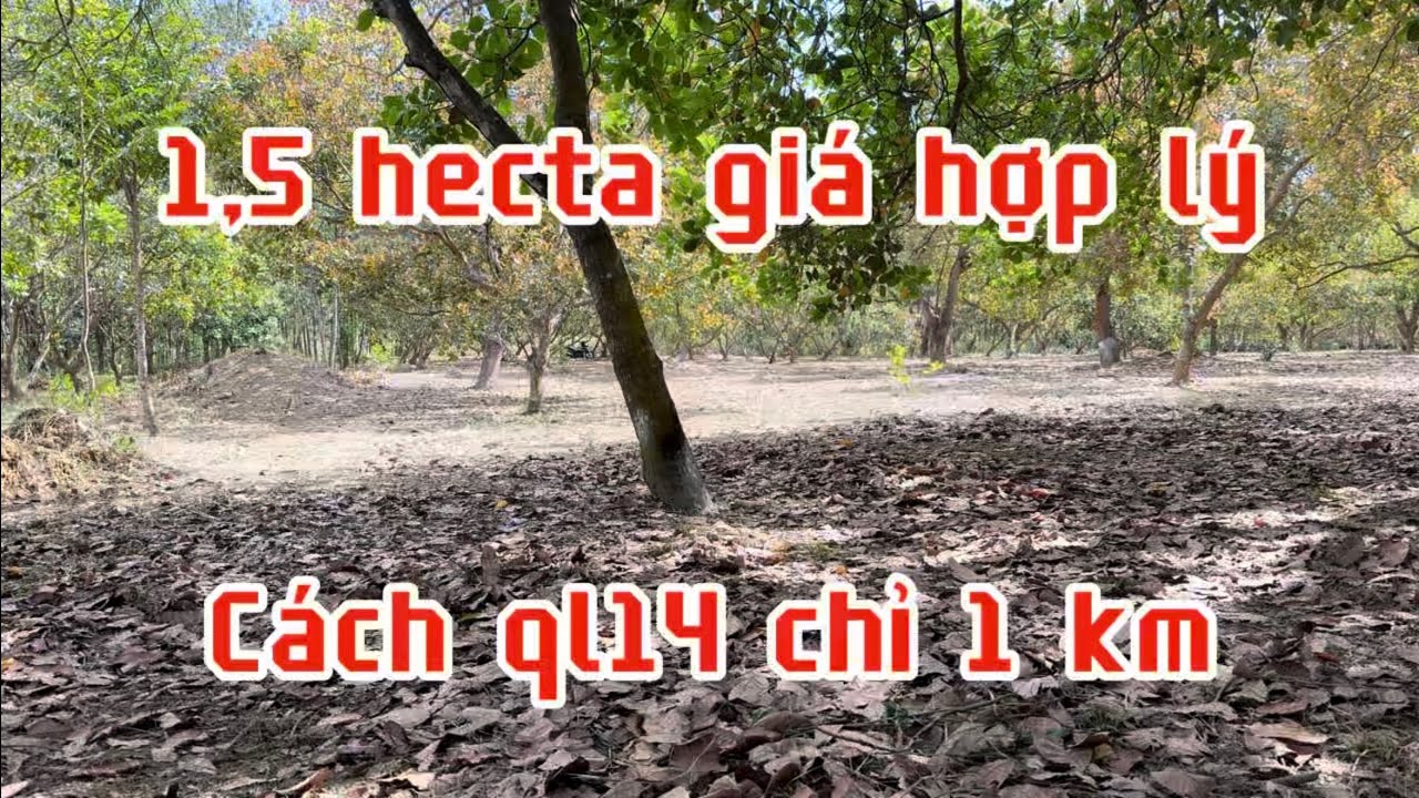 Bán đất vườn 1,5 hecta cách ql14 chỉ 1km .đồng Phú bình Phước (đồng Nai) lh0867048379