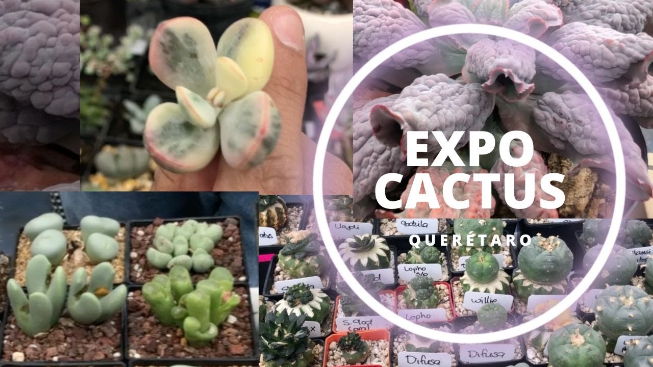 Vamos a la EXPO CACTUS Y SUCUS QUERÉTAROOOO 🌵🙀 *No lo creerás* - Mundo Suculento