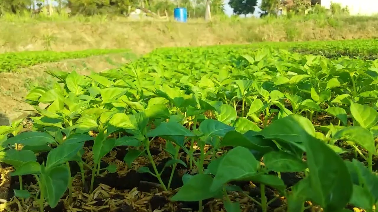 Pembibitan cabai #cabe #caberawit #rawit #petanicabai #perkebunan #cabailokal #shortsvideo