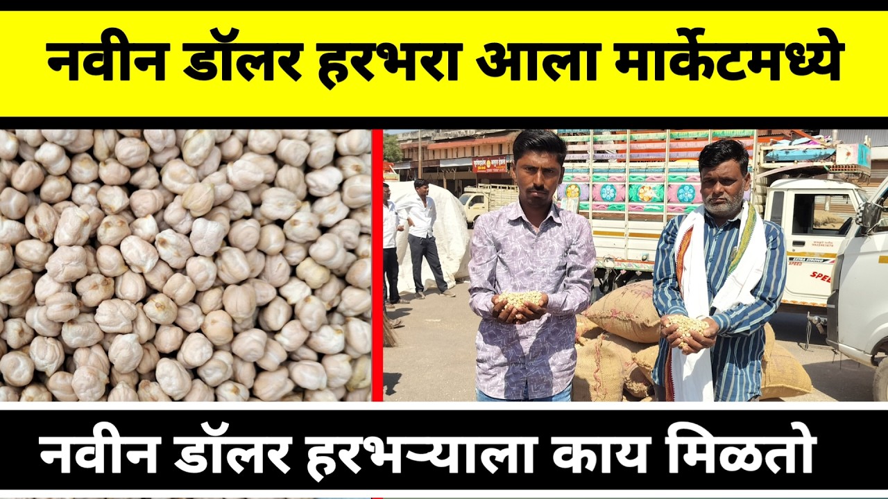 नवीन डॉलर हरभरा आला मार्केटमध्ये || नवीन डॉलर हरभऱ्याला काय मिळतो भाव
