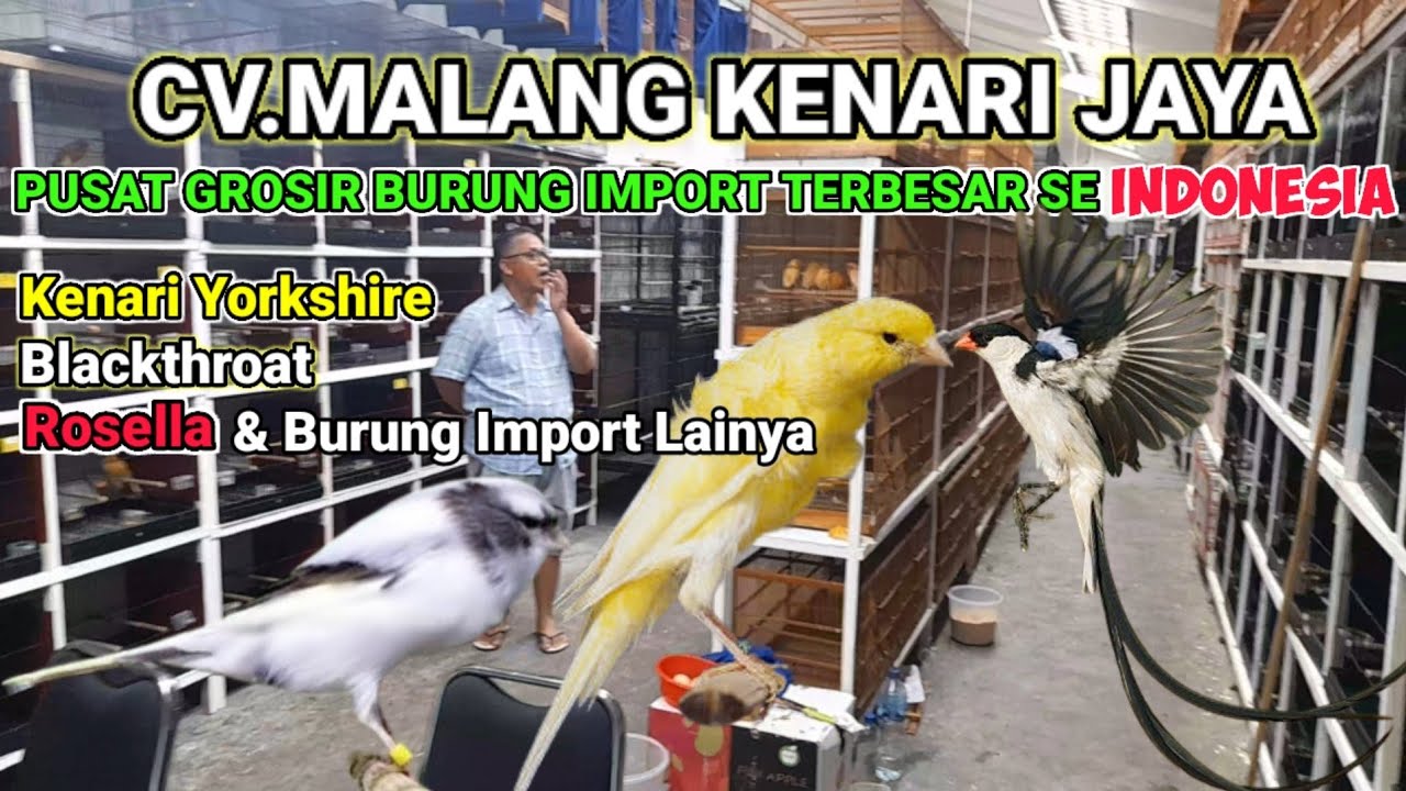 Importir Kenari Yorkshire & Burung Import Lainya,Terbesar Se Indonesia #kenari #kenarigacor