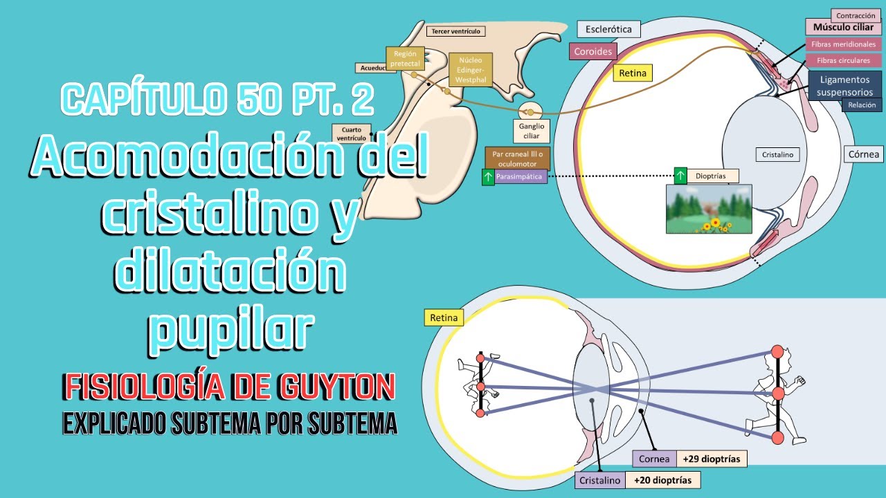 CAP 50 2/5: Acomodación del cristalino y dilatación pupilar l Fisiología de Guyton