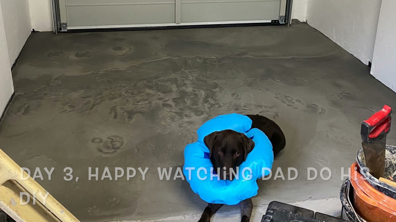 Labrador Recovery From Double Elbow Arthroscopy Elbow Dysplasia Chocolate Labrador UK Teddy