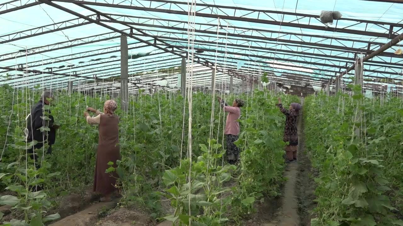 Гармхонаи Нурулло