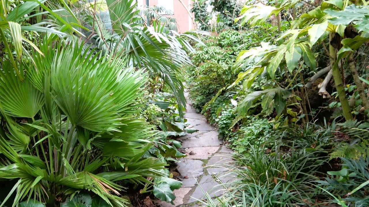 Our Evergreen Tropical Garden in December 2025