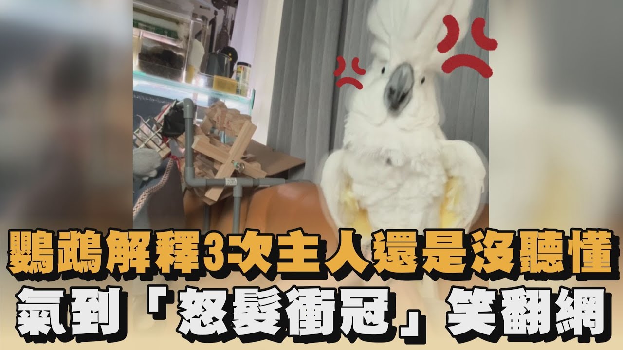 鸚鵡解釋3次主人還是沒聽懂　氣到「怒髮衝冠」笑翻網｜#全民話燒