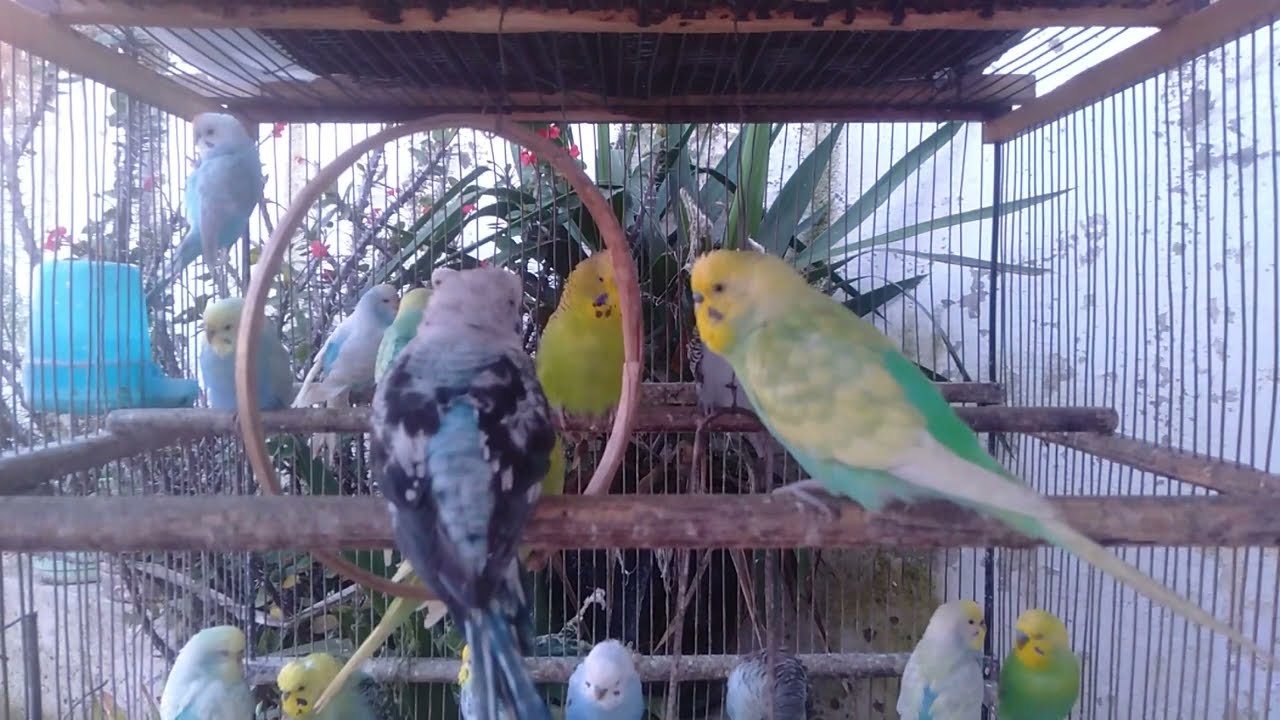 😳整えただけでセキセイインコが急に遊び始めた