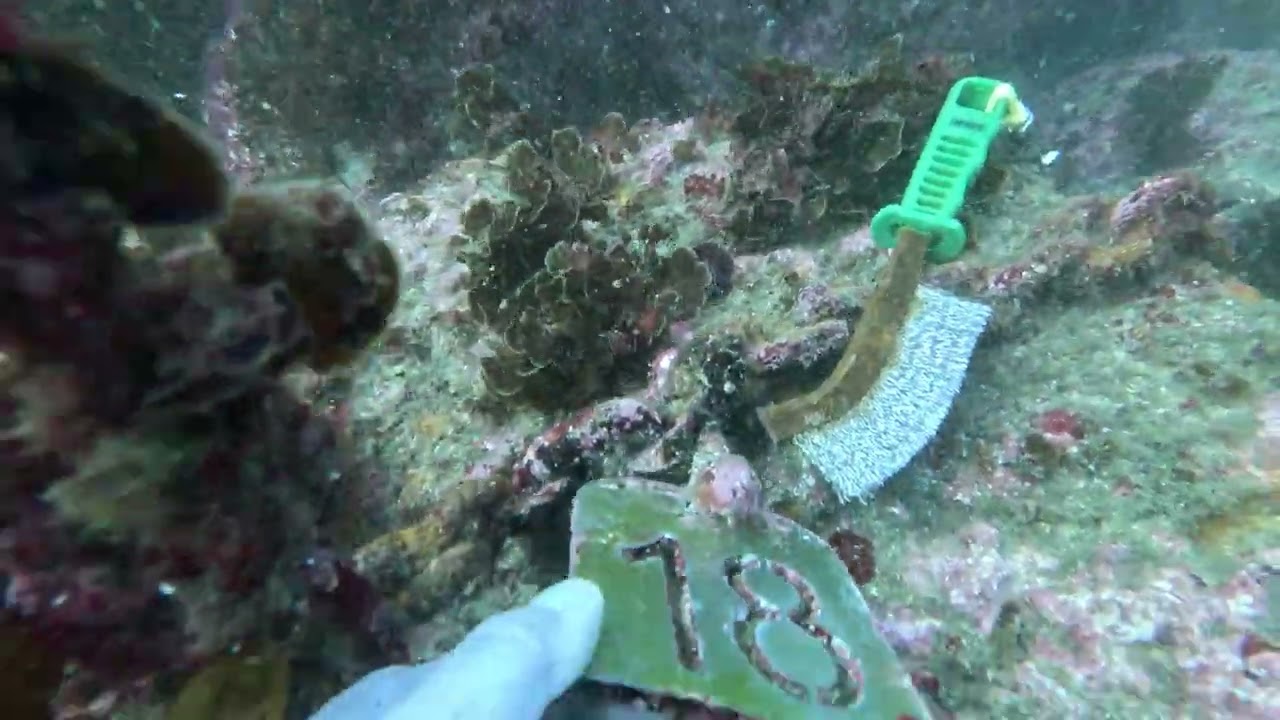 Gordon's bay early morning dive part 2