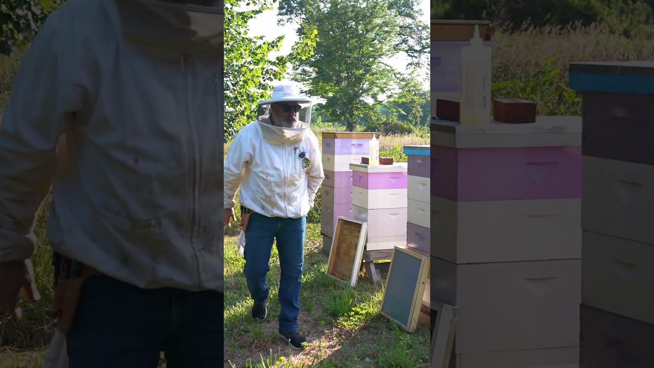 Harvesting Honey Supers