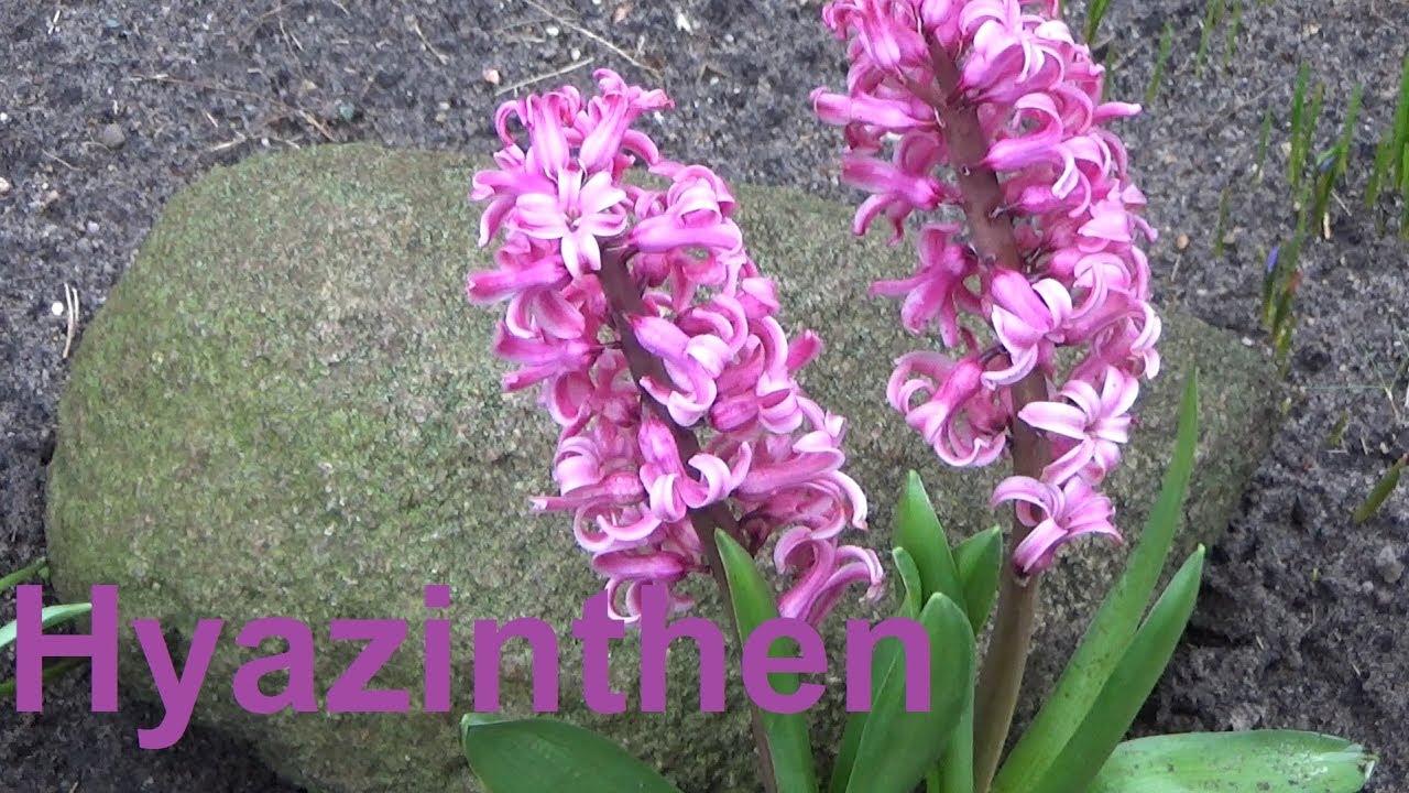 Hyazinthen pflege Pflanzen Standort Gie&szlig;en D&uuml;ngen Bl&uuml;te vermehren Hyacinthus