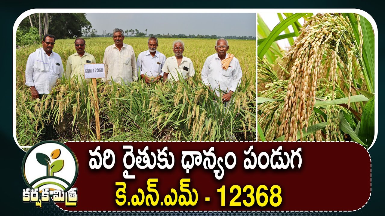 కె.ఎన్.ఎమ్ 12368 వరి రకంతో రైతుకు దిగుబడి పండుగ | KNM 12368 New Best Paddy Variety | Karshaka Mitra