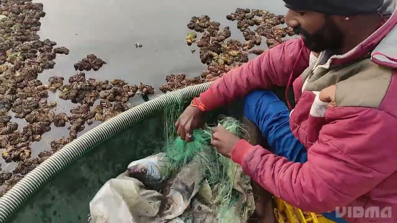 வலையில் மாட்டிய கண்டை மீன்கள்