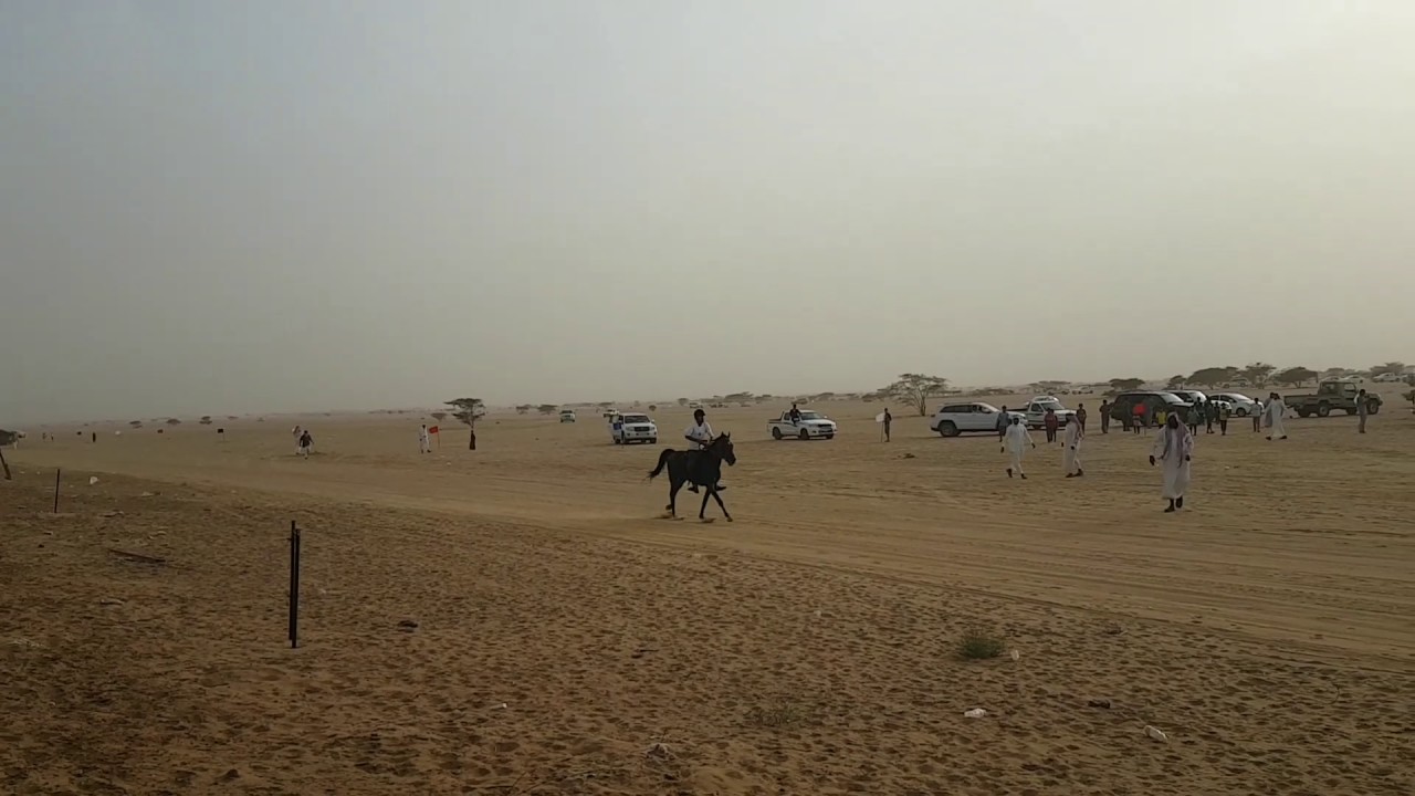 اوائل مسابقة القدرة على التحمل للخيول في ناوان