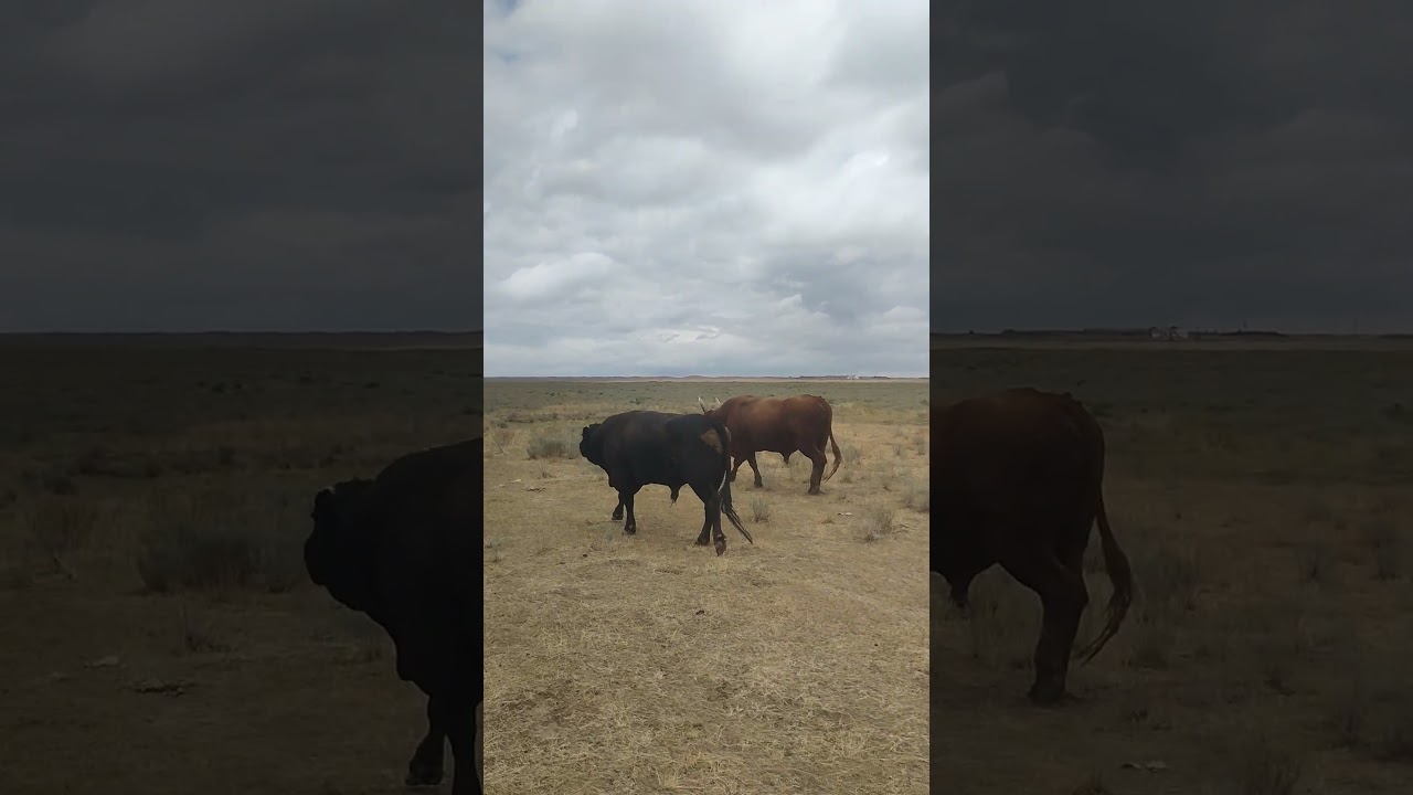 Быки. #калмыкия #bull #cow #angus #fermer #кошара #степь #коровы #крс #казахстан
