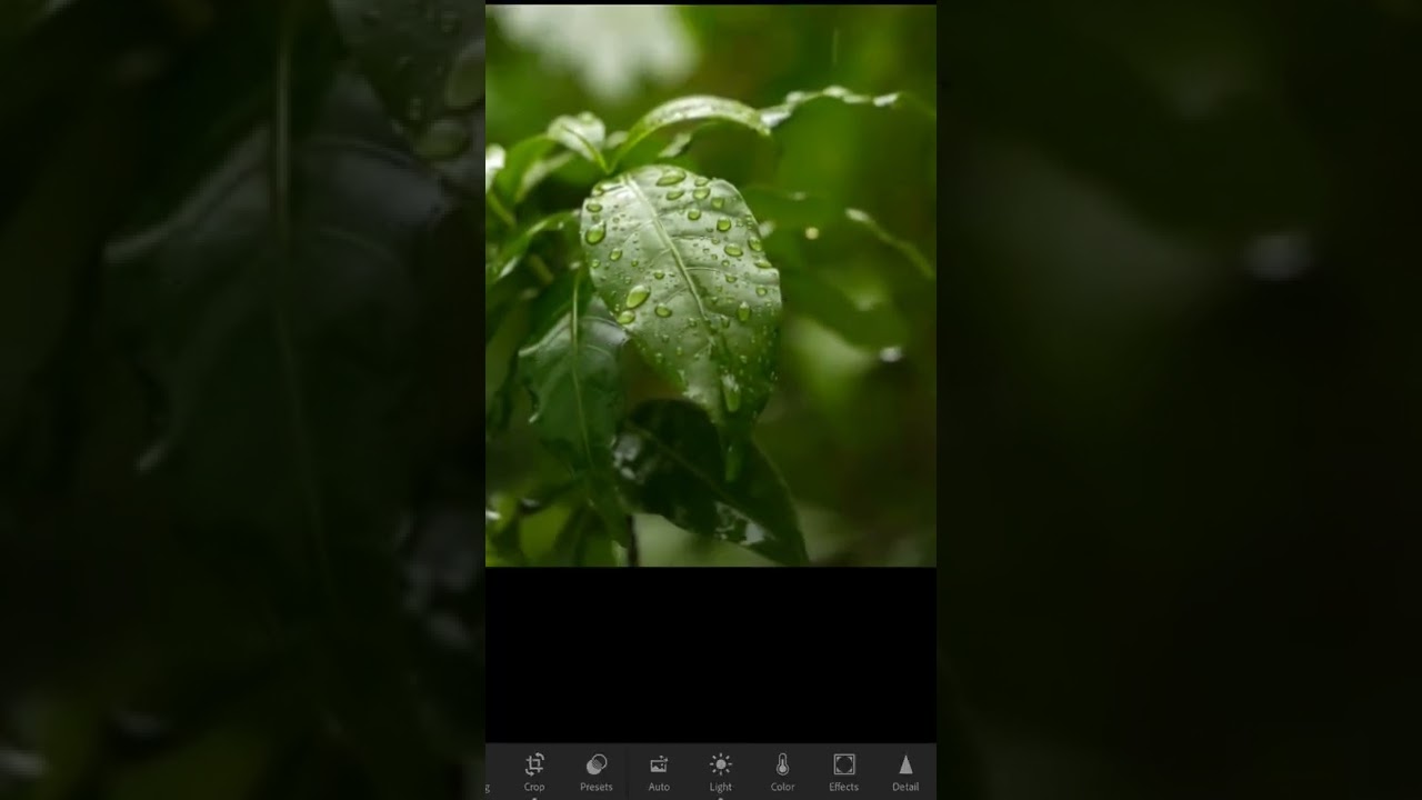 Beautiful rain drops on the leaf 😍🌿 #raindrops #moodygreen #lightroomediting