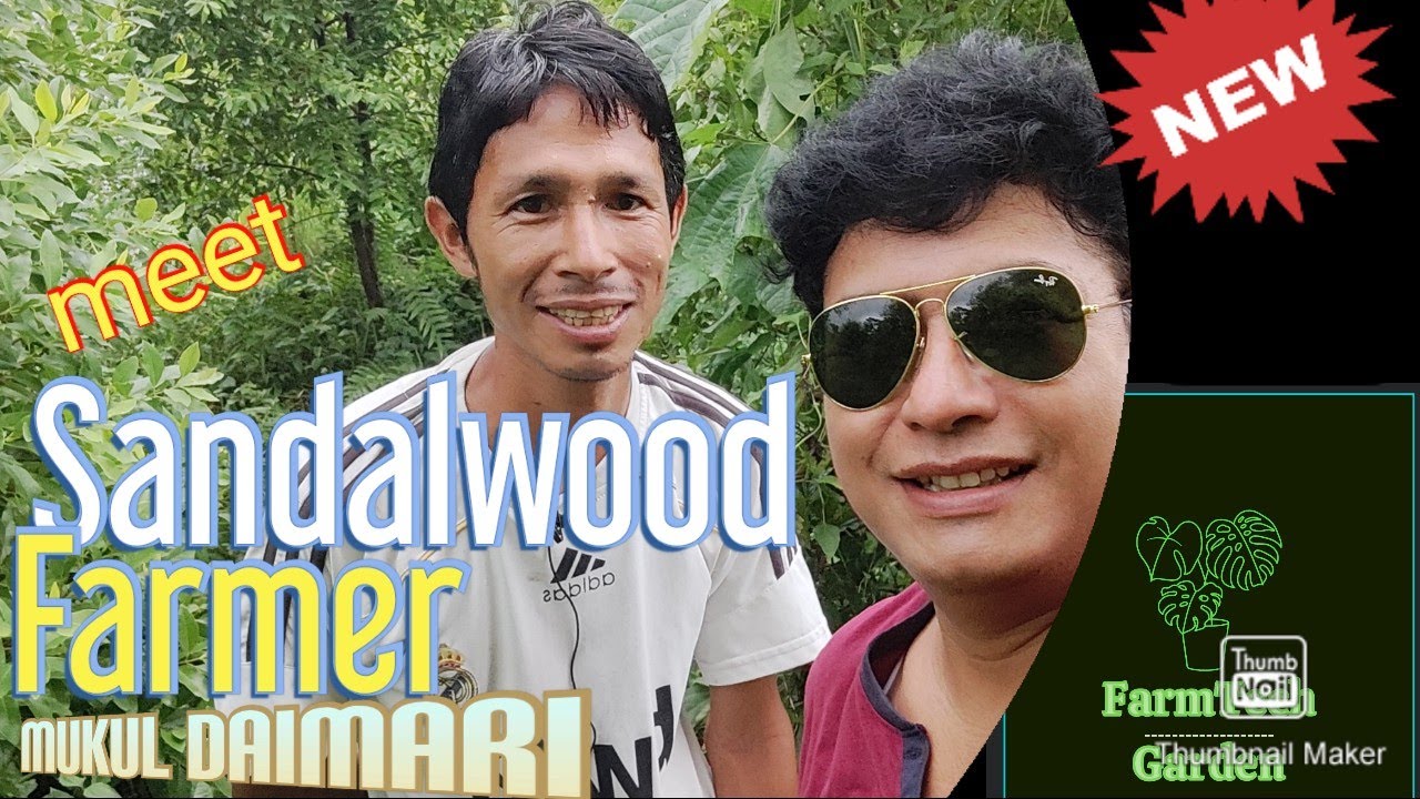 Meet Sandalwood Farmer in Assam | in Assamese with English Subtitles