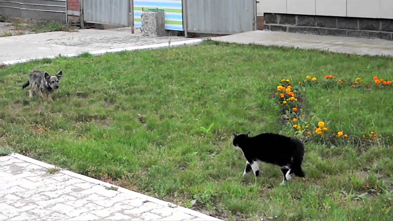 Dog vs. Cat vs. Ennio Morricone