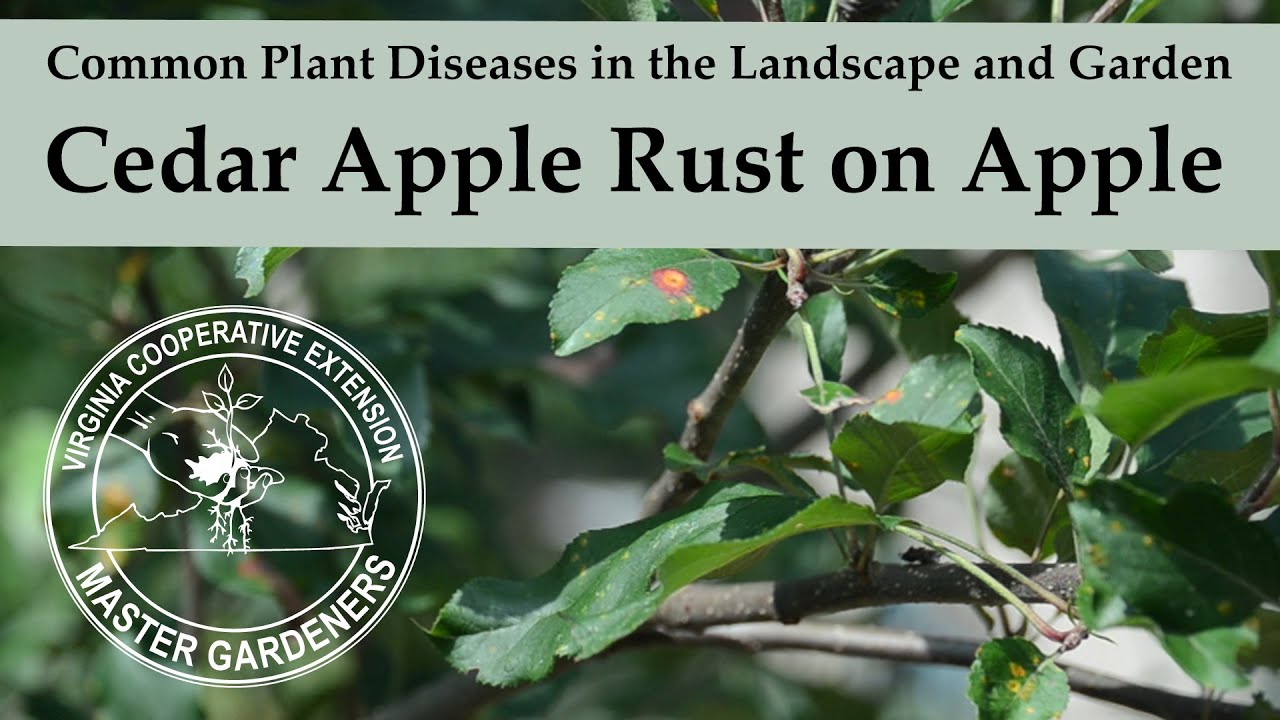 Cedar Apple Rust on Apple - Common Plant Diseases in the Landscape and Garden