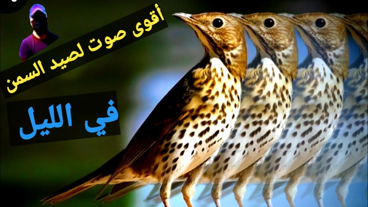 أقوى صوت لصيد السمن في الليل ٢٠٢٢