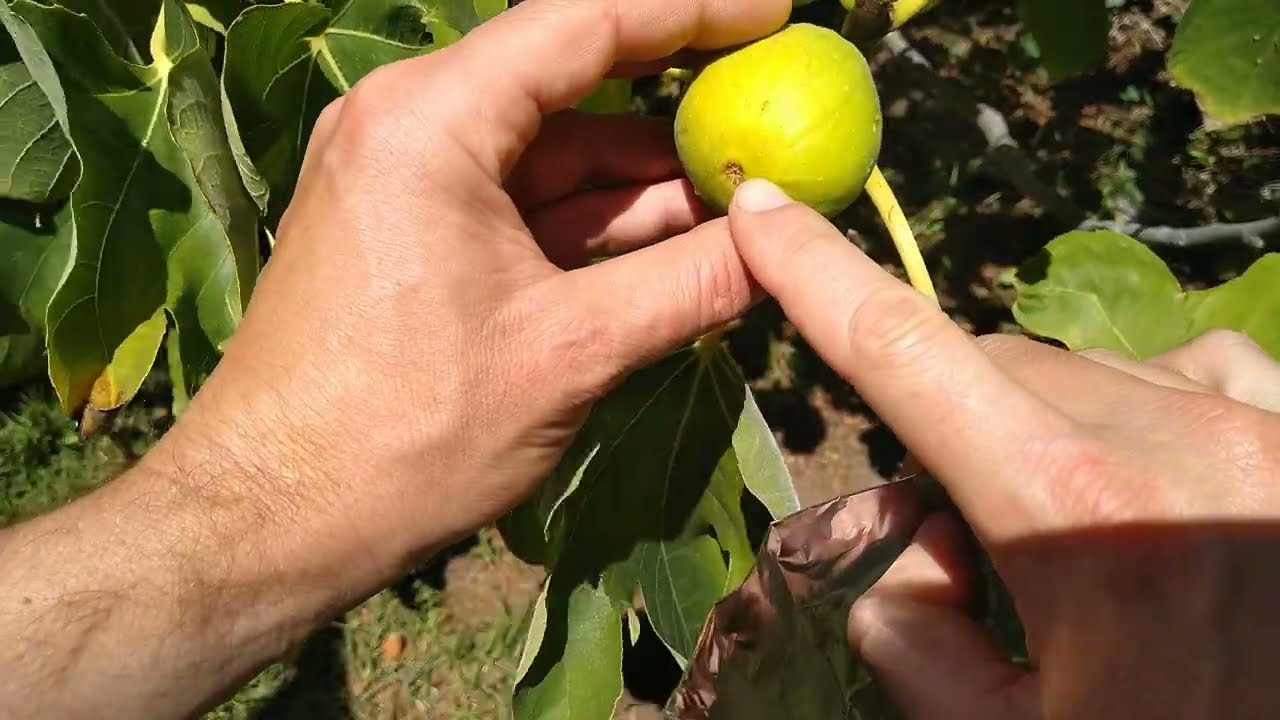 Protect Figs from Birds with Tin Foil