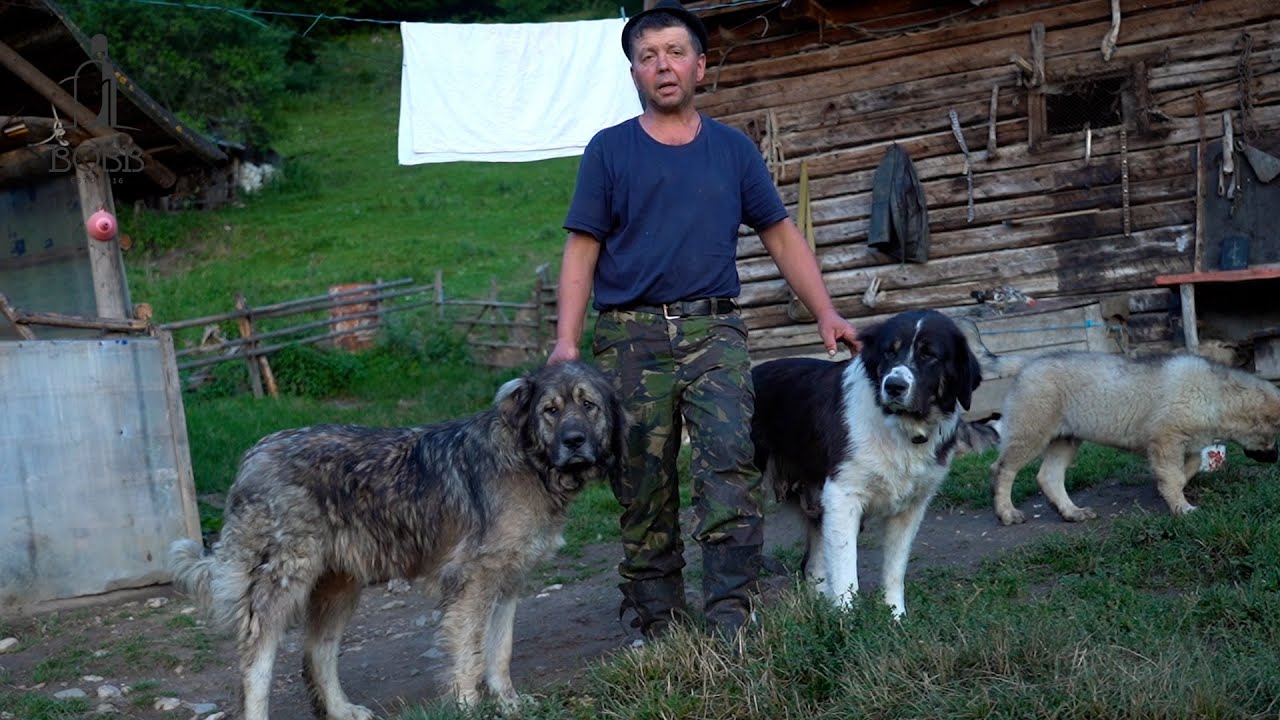 Câini ciobănești carpatini care țin URSUL la distanță de STÂNĂ | Cum se pune cașul în BUDUROI? Ep.6