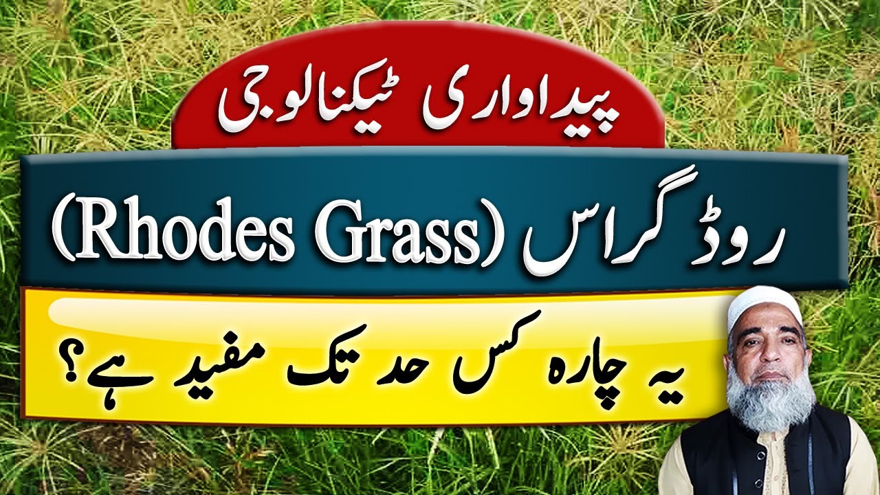 Production Technology of Rhodes Grass || Crop Reformer
