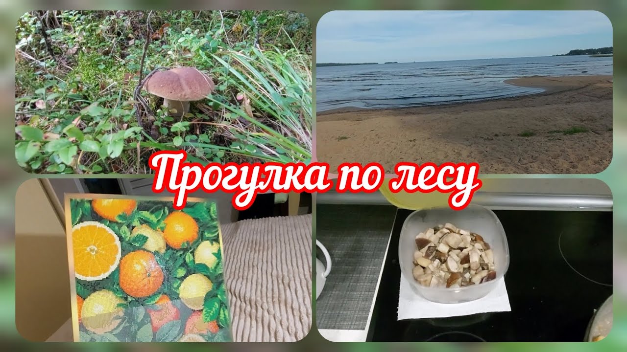 📽За грибами✌️Моё увлечение ✌️Прекрасный выходной #реальнаяжизнь 