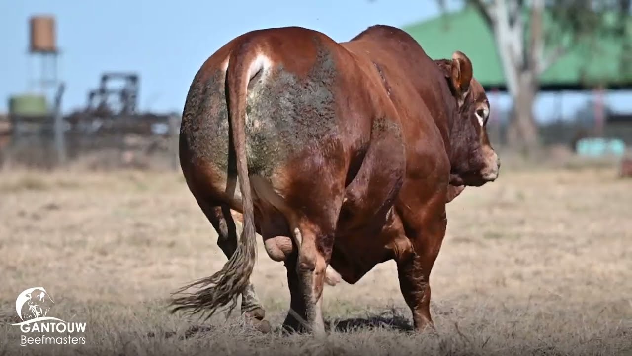 ZCW 17-0120 | Gantouw Beefmaster | National Beefmaster Auction 2023