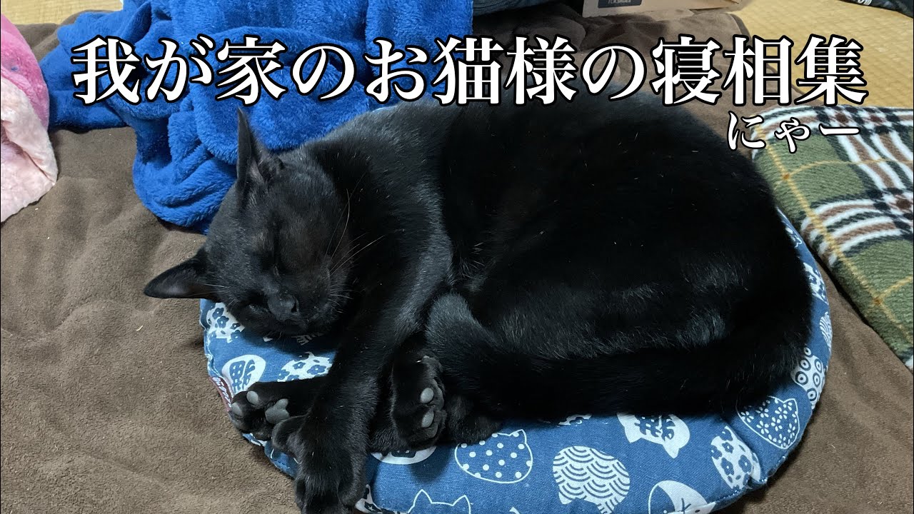 我が家のお猫様の寝相集