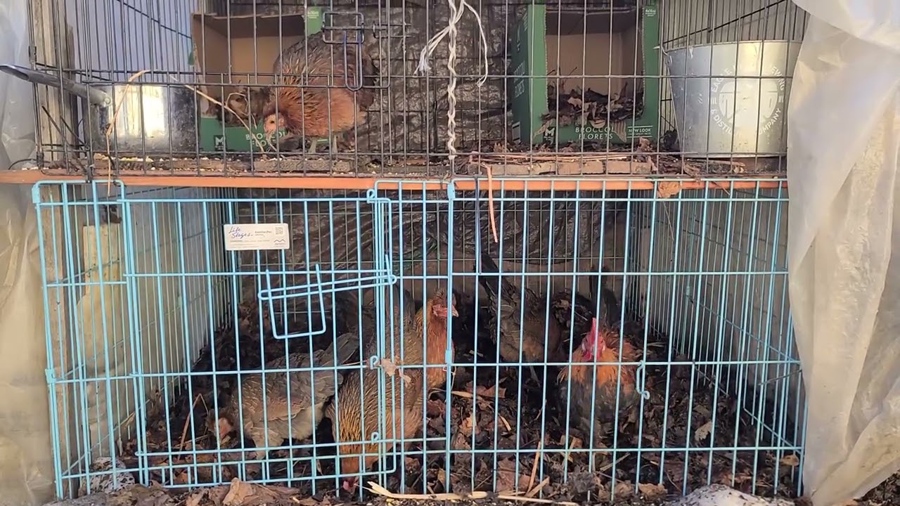 Temperatures Rising CHICKENS Scratching