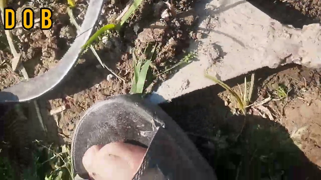 Kitchen gardening -03