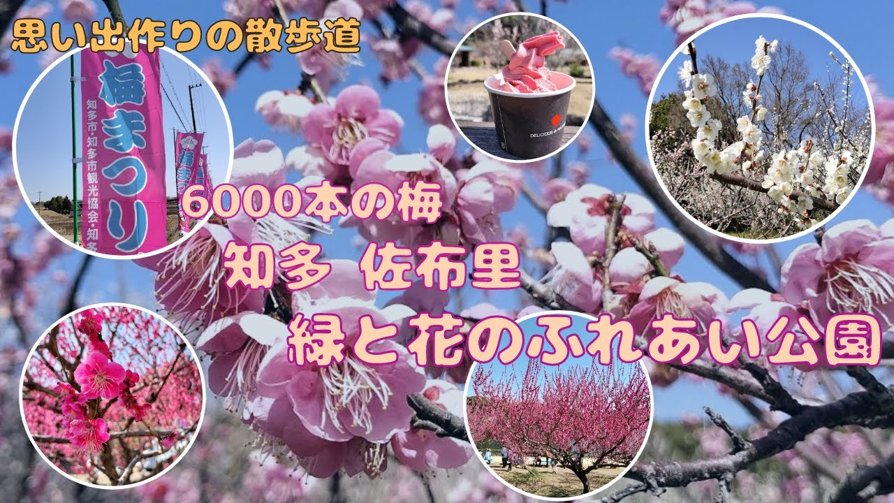 【思い出作りの散歩道】佐布里池梅まつり 愛知県知多市