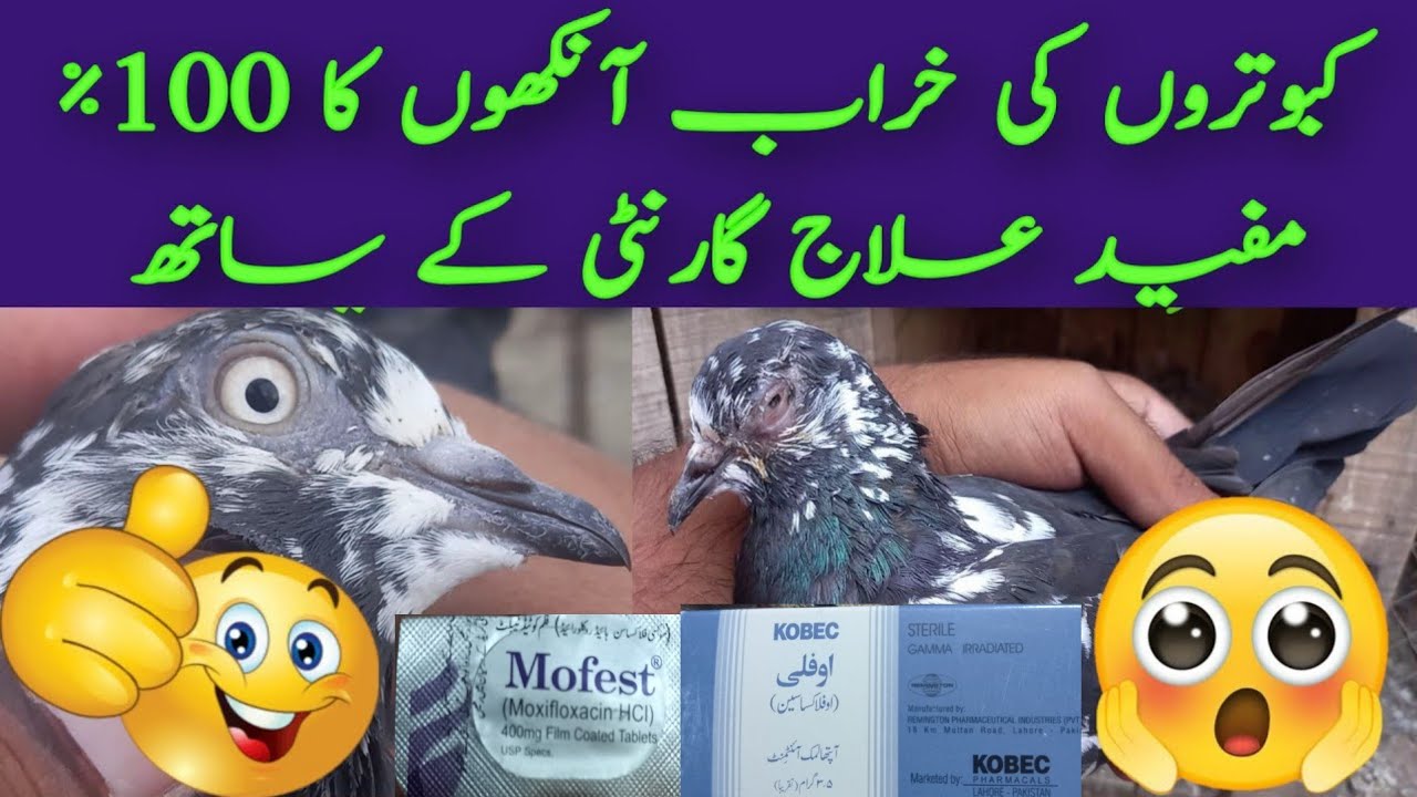 Kabootar Ki Ankh Kharab Ka ilaj |Pigeon Eye Treatment |👀 💯🚦👍  کبوتر کی خراب آنکھوں کا علاج
