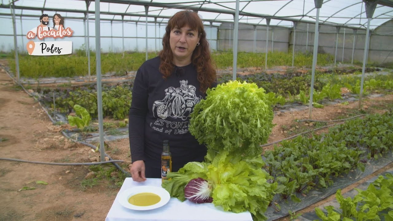 Las hojas amarillas de la escarola, para ensalada; las verdes, para una crema