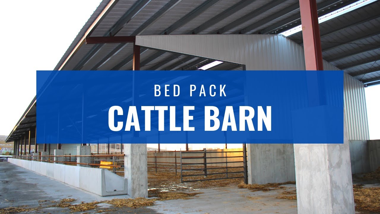 Bed Pack Cattle Barn
