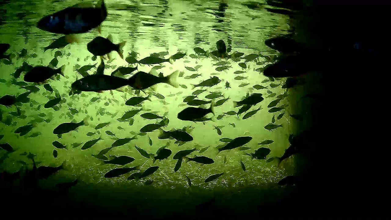 Stado okoni w trakcie żerowania.